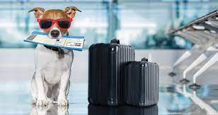 20. Travel with Pets