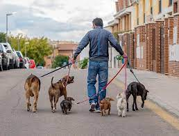 7. Pet Sitting and Dog Walking 