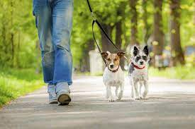 Pet Sitting and Dog Walking